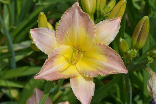 Czar's Treasure daylily
