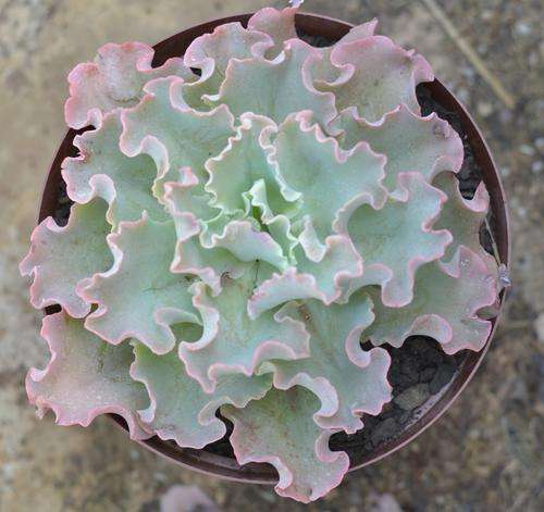 Echeveria Blue Curls