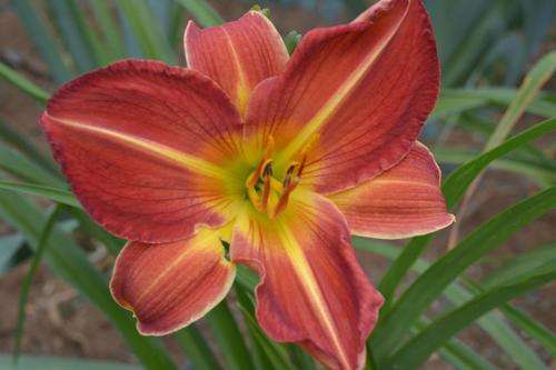 MPL Big Mac daylilies