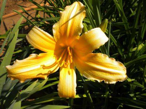 Bridal Corsage daylilies