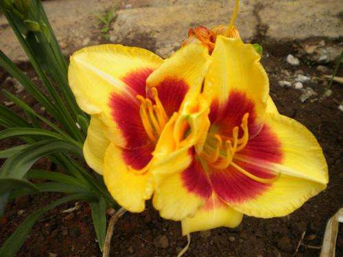 Super Red Eye daylilies
