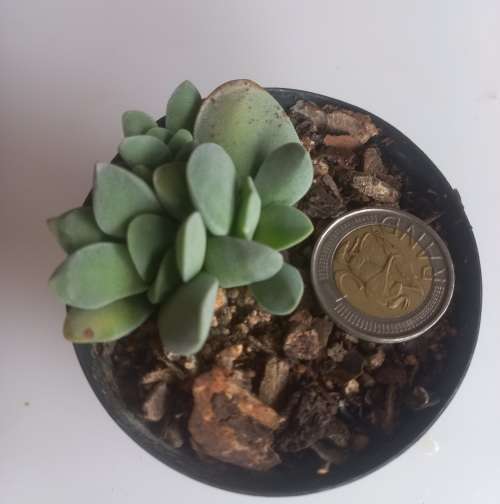 Crassula Morgans Beauty