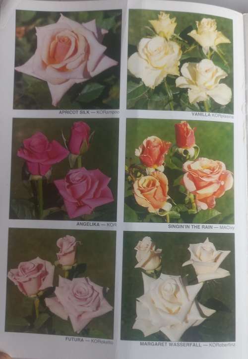 Ludwigs Roses retail catalogue 1995/96