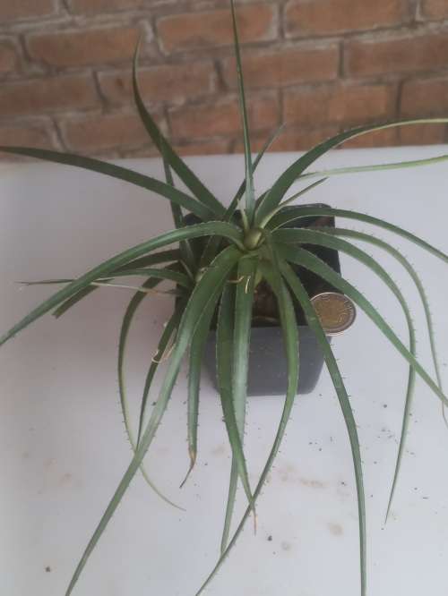 Dyckia