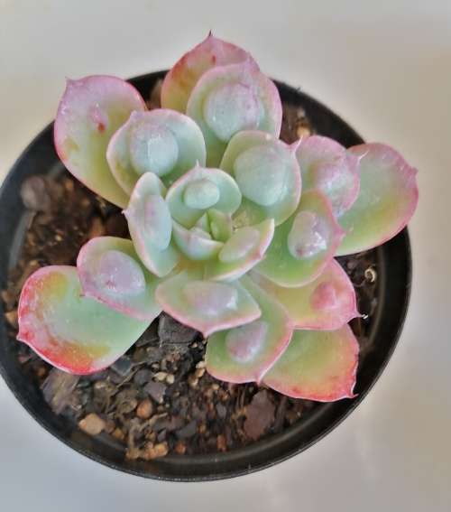 Echeveria Raindrops