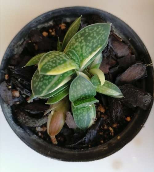 Variegated Gasteria