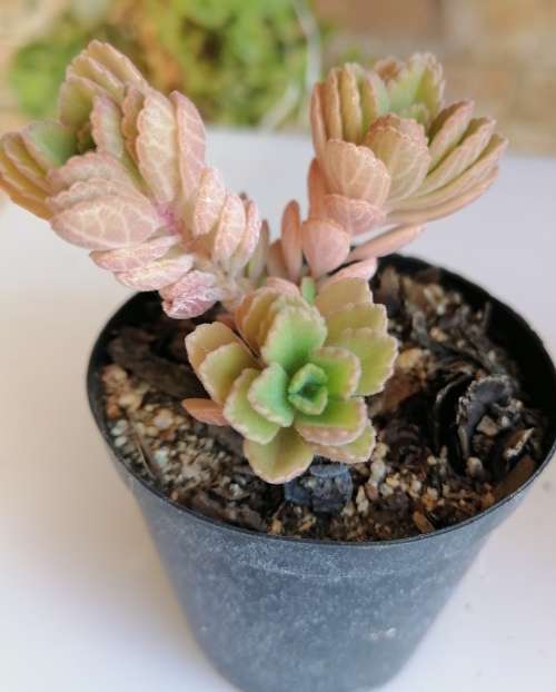 Plectranthus Neochilus