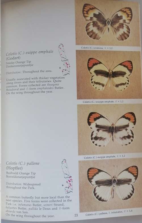 Butterflies of the Kruger National Park