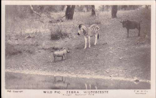 SOUTH AFRICA POSTCARD - KRUGER NATIONAL PARK