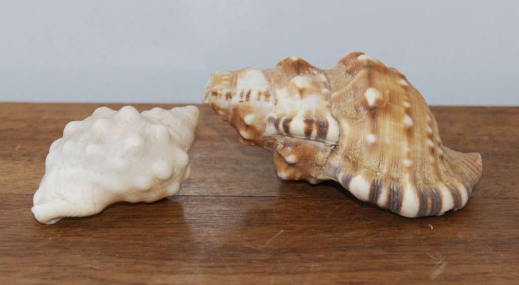 Lot of 2 Conch Shells