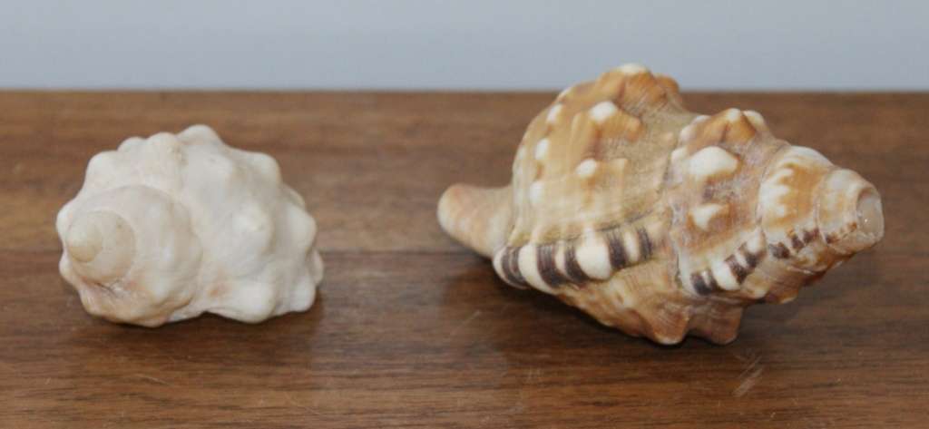 Lot of 2 Conch Shells