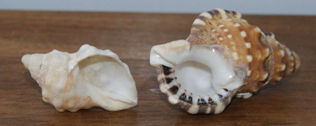 Lot of 2 Conch Shells