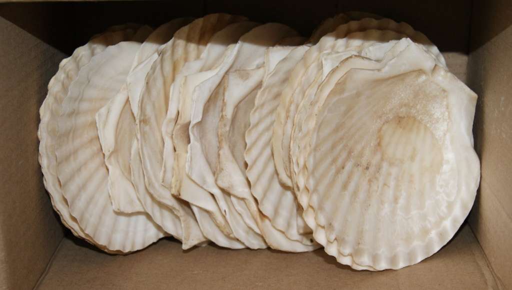 Scalloped Shell for Hors d`oeuvre(22 available, price per shell)