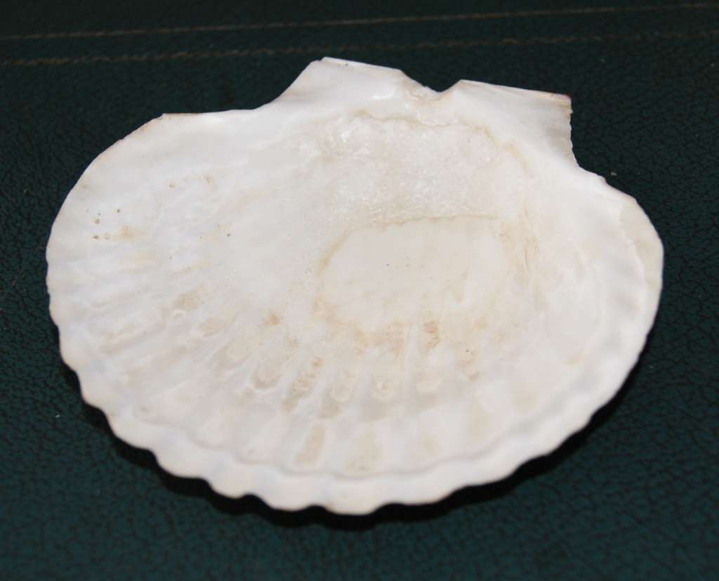 Scalloped Shell for Hors d`oeuvre(22 available, price per shell)