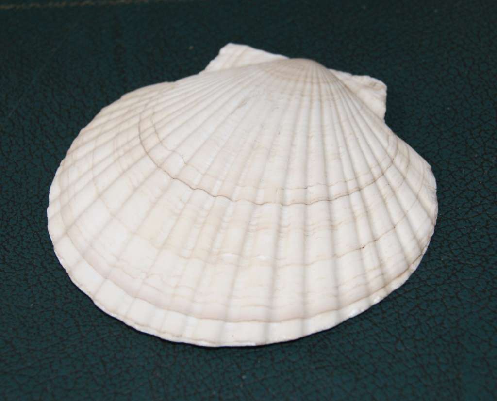 Scalloped Shell for Hors d`oeuvre(22 available, price per shell)
