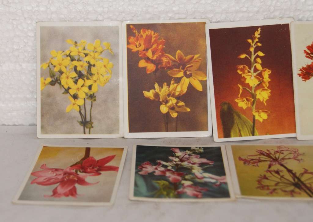 Lot of 10 `Our South African Flora` Collectable Cigarette Cards @@@ CCCRRRAAAZZZYYY R1 START