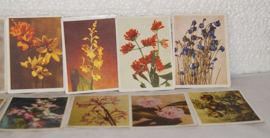 Lot of 10 `Our South African Flora` Collectable Cigarette Cards @@@ CCCRRRAAAZZZYYY R1 START