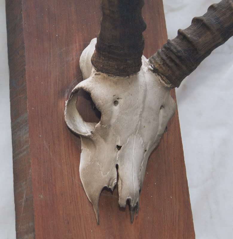 Impala Horns Mounted on Wooden Plinth