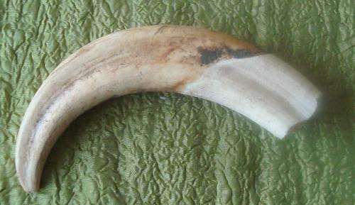 WARTHOG TUSK