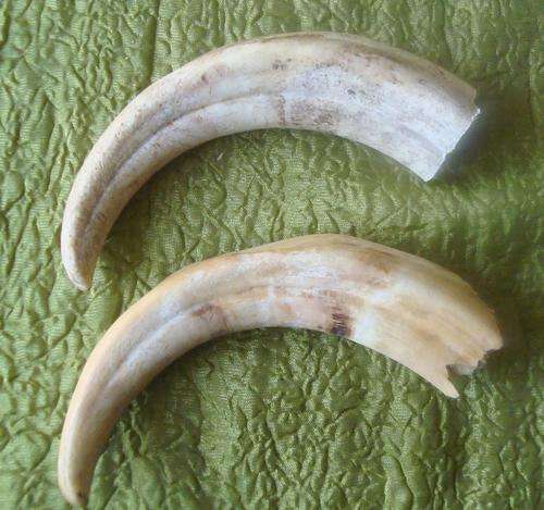 WARTHOG TUSKS X2