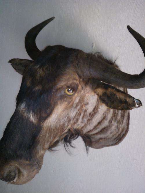 Bushbuck Trophy for sale