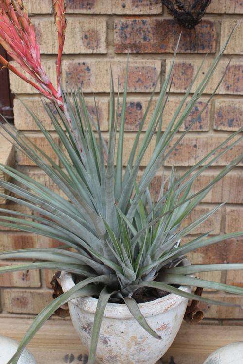 Airplant (Tillandsia Fasiculata Giant)