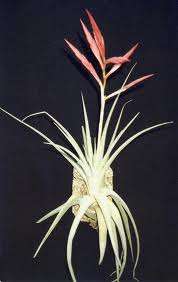 Tillandsia Lorentziana Pink