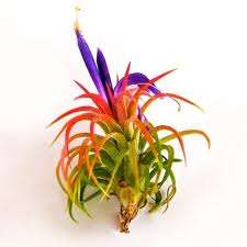 Tillandsia Ionantha " Mexico"