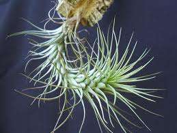 Tillandsia Heteromorpha