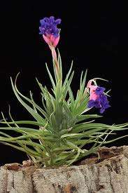 Tillandsia Tenuifolia "Blue"