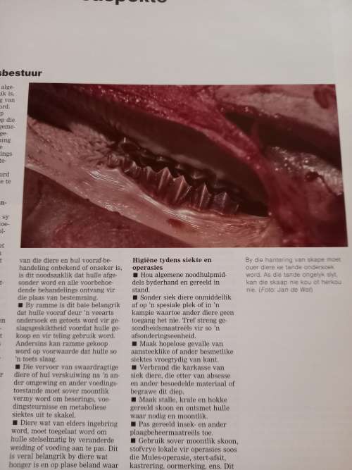 Kleinveesiektes deur Jan de Wet & Gareth Bath(red) - Toestand - Soos Nuut