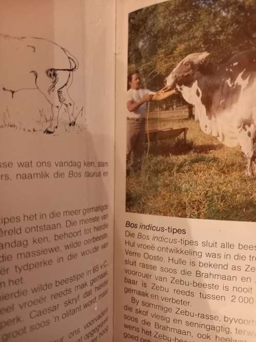 Die Insig-Reeks - Beesrasse van die wereld deur C. Maree (1ste uitgawe 1982)