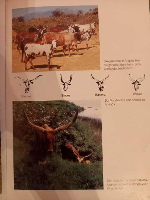 Die Insig-Reeks - Beesrasse van die wereld deur C. Maree (1ste uitgawe 1982)