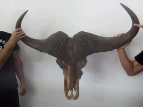 Cape Buffalo skull