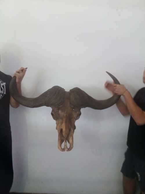 Cape Buffalo skull