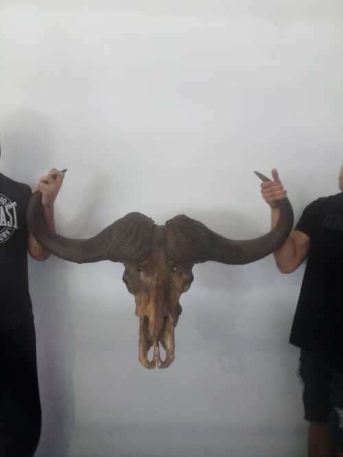 Cape Buffalo skull