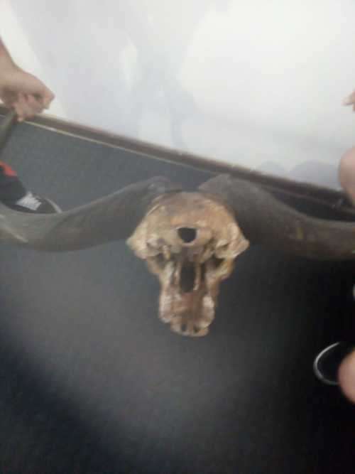 Cape Buffalo skull