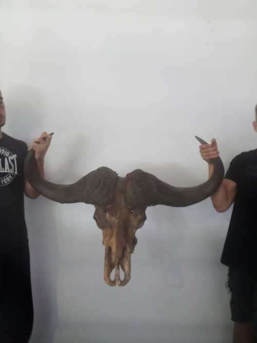 Cape Buffalo skull