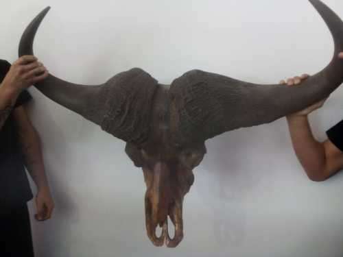 Cape Buffalo skull