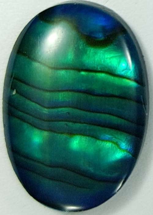 BLUE PAUA SHELL CABOCHON -  14 x 10mm OVAL