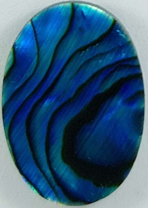 BLUE PAUA SHELL CABOCHON -  14 x 10mm OVAL