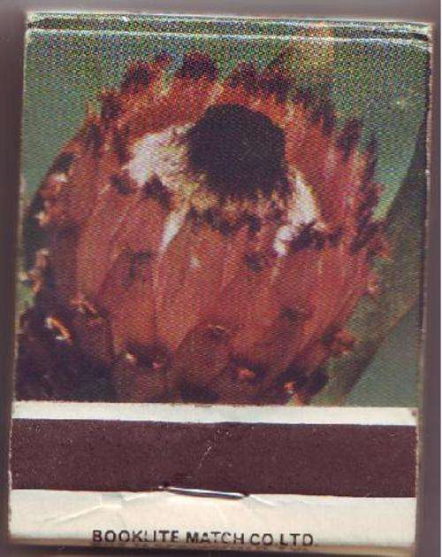 Booklite Match Co. Selection of 6 Match books - Protea Flowers