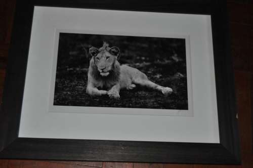 GORGEOUS ORIGINAL PHOTOGRAPH,SIGNED BY ARTIST,FRAMED ,GLAZED