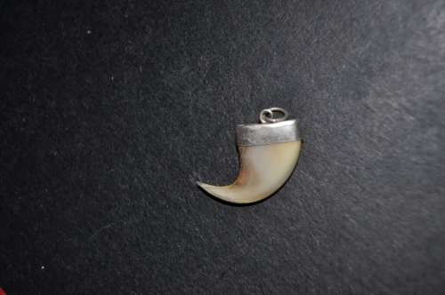SILVER MOUNTED LION CLAW PENDANT
