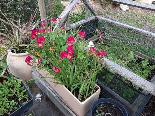 Freesia bulbs - spring flowering - 45 bulbs
