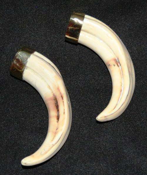2 X Warthog tusks with brass caps