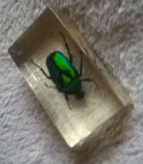 "REAL-LIFE BUGS AND INSECTS" - EMERALD BEETLE!