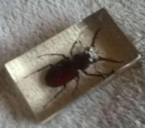 "REAL-LIFE BUGS AND INSECTS" - COASTAL GREAT STAG BEETLE!