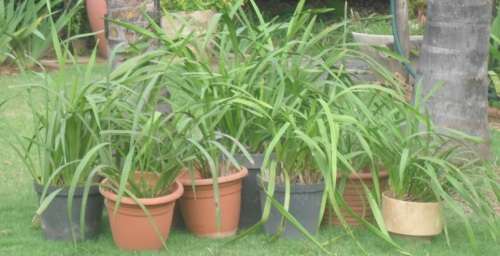 BUYER TO COLLECT IN PRETORIA - CYMBIDIUM ORCHIDS IN 10 CONTAINERS!