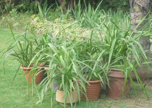 BUYER TO COLLECT IN PRETORIA - CYMBIDIUM ORCHIDS IN 10 CONTAINERS!